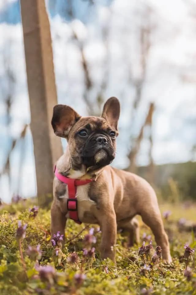 Französische Bulldogge
