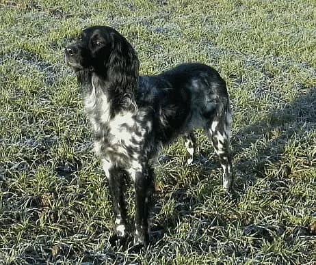 Großer Münsterländer Vorstehhund
