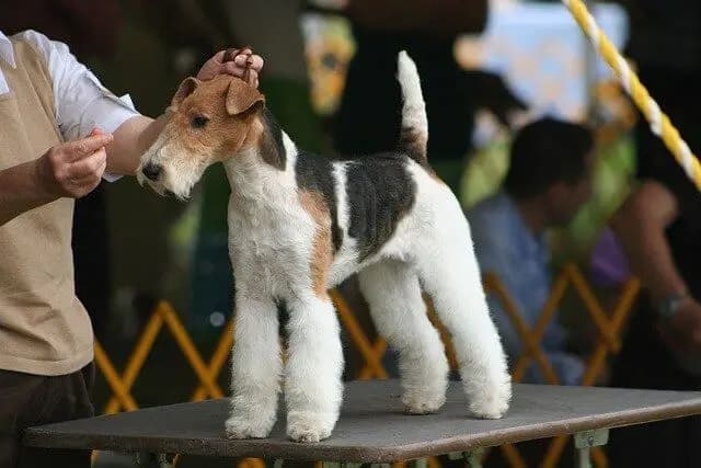 Fox Terrier (Drahthaar)